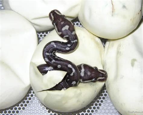 Image result for Anchieas Dwarf Python