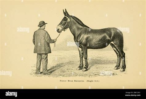 Image result for Horses Breeding Mules