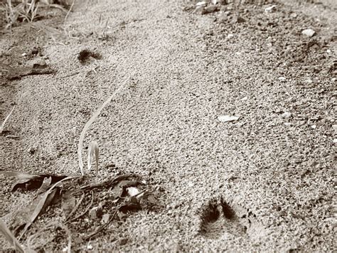 Image result for Split Hoof Animals