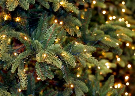 Image result for Christmas Needle Tree