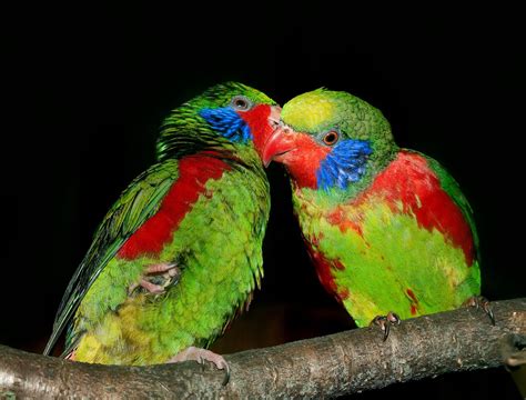 Image result for Parrot Color