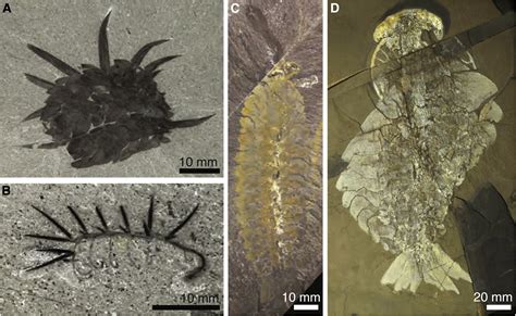 Image result for Weird Stuff in the Cambrian Explosion