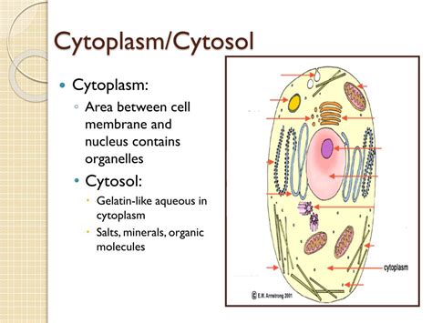 Cytoplasm Vs Cytosol