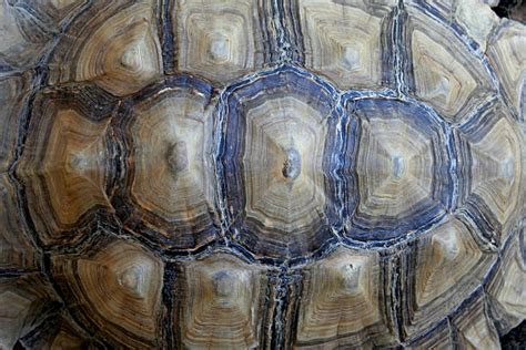 Image result for Turtle Shell Animal Fur