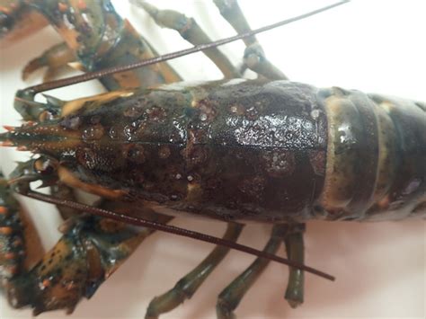 Lobster Shell Rot కోసం చిత్ర ఫలితం
