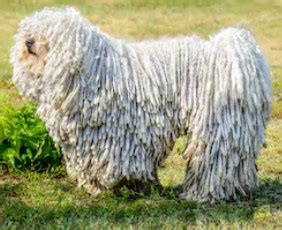 Image result for Commodore 64 Joystick