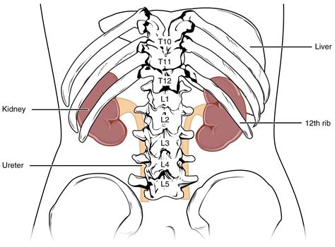 Kidney - Location, Function, Anatomy, Diagram and FAQs