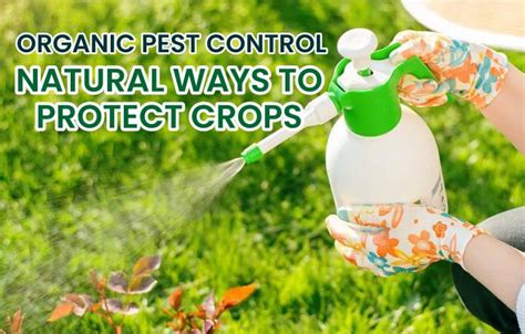 Image result for Natural Pest Control in Organic Farming