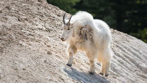 Image result for Do Mountain Goats Fall