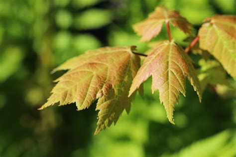 Image result for Fall Maple Tree Free Images