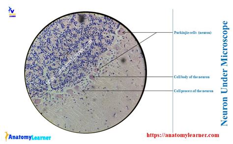 Image result for Neuron Microscope Slides