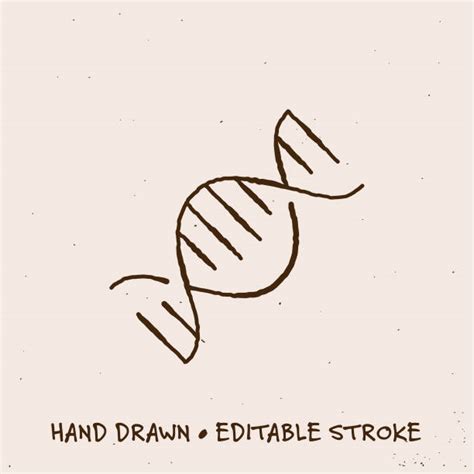 Image result for How to Draw a DNA Strand