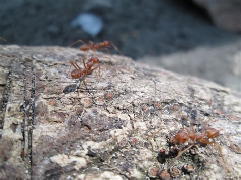 Image result for Ant Colony Py