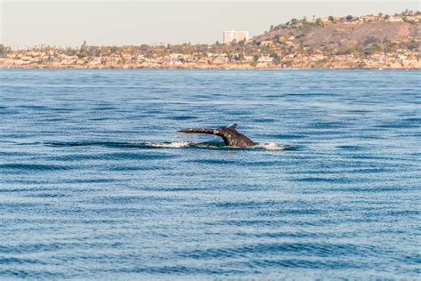 Image result for Creature Cal