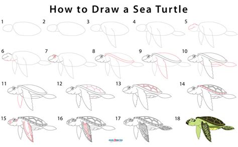 Toradh íomhá ar Turtle Drawing Step by Step