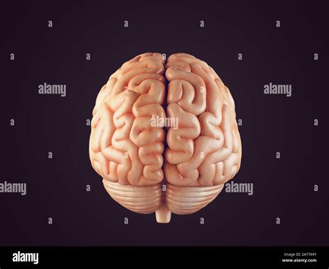 Image result for Brain Transparent Front