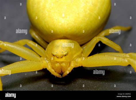 Shell Spider Yellow に対する画像結果