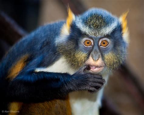 Monkey Fakemon に対する画像結果