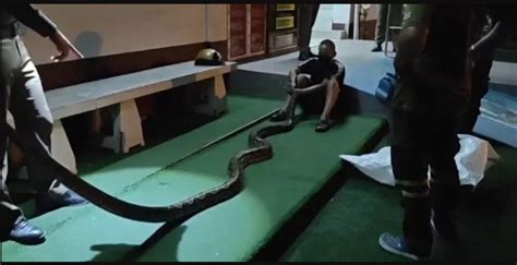 Image result for Legs Wrap Like Python