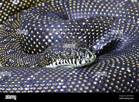 Image result for Diamond Python Fun Facts