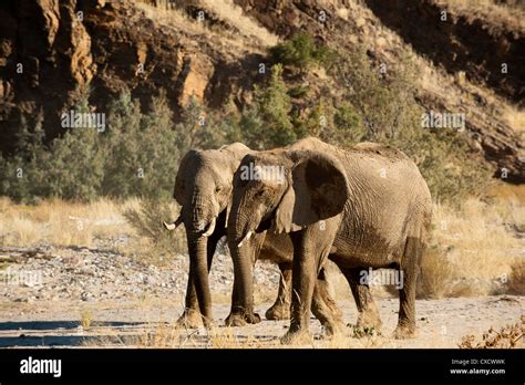 Afbeeldingsresultaten voor Desert Elephants in Namibia
