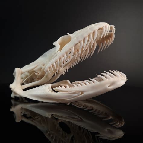 Toradh íomhá ar Royal Python Skull