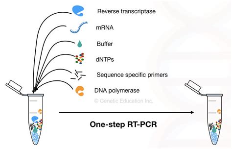 Toradh íomhá ar What Is Reverse Transcriptase PCR