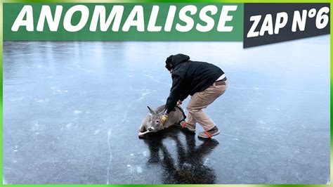 Zap Des Animaux に対する画像結果