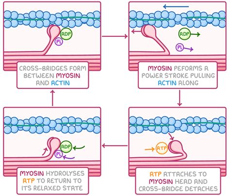 Image result for Sliding Filament Video