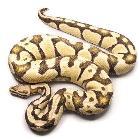Ghost Ball Python に対する画像結果
