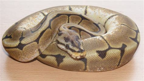 Image result for Wild-Type Royal Python