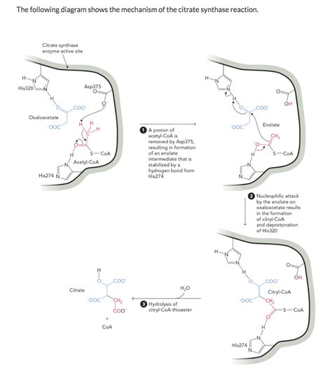 Toradh íomhá ar Enolate Formation Mechanism