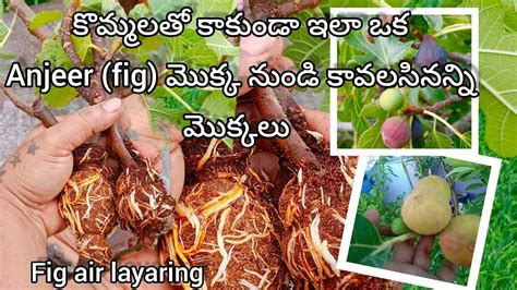 Image result for Fig Tree in Telugu