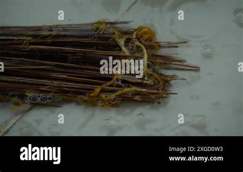 Image result for Surface Net