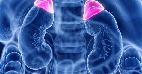 Afbeeldingsresultaten voor Aldosterone