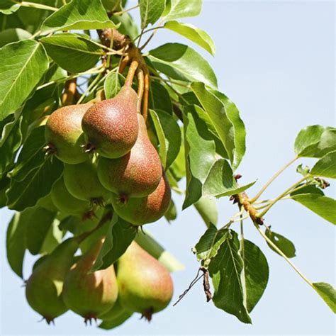 Image result for Bartlett Pear Tree Fish