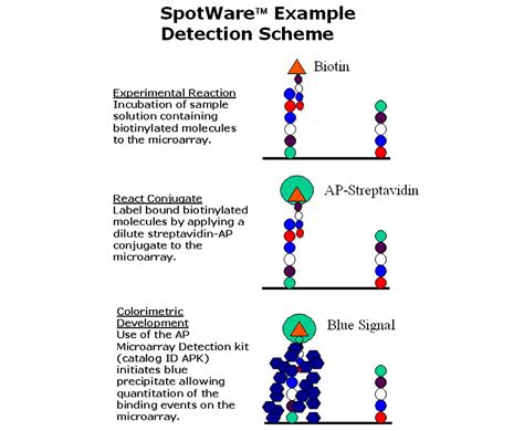 Toradh íomhá ar Microarray Life Science
