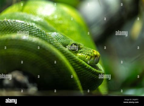 Image result for Emerald Green Tree Python