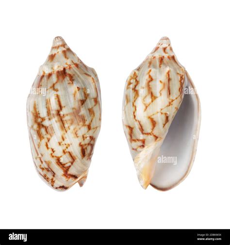 Toradh íomhá ar Types of Whelk Shells