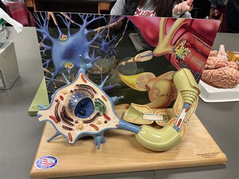 Image result for Neuron Microscope Slides