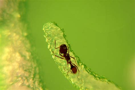 Image result for Ant Tunnels