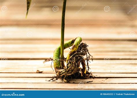 Image result for Mango Tree with Roots