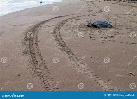 Image result for Sea Turtle Empty Shell