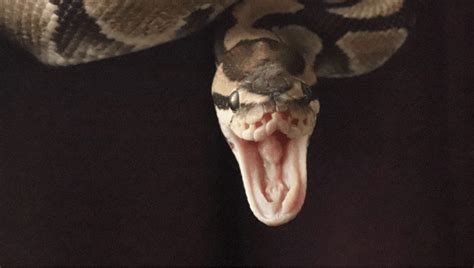 תוצאת תמונה עבור Royal Python Habitat