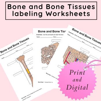 Compact Bone Labeling Worksheets に対する画像結果
