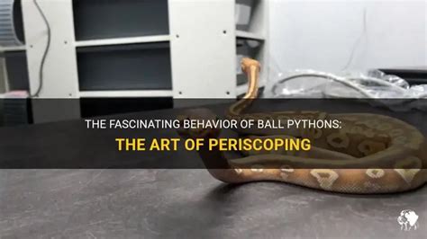 Image result for Ball Python with RI