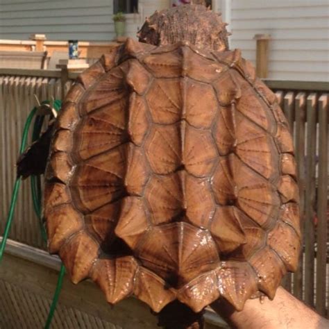 Image result for Alligator Snapping Turtle Shell
