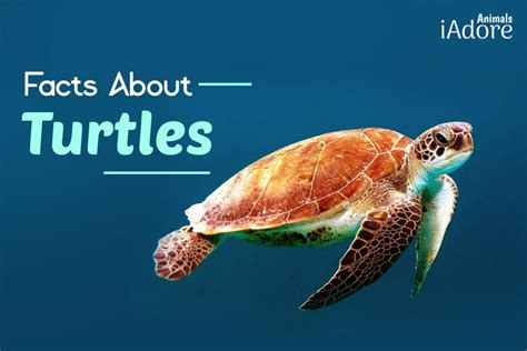 Image result for Facts About Python Turtle