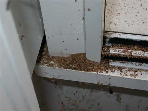 Afbeeldingsresultaten voor Carpenter Ant Holes