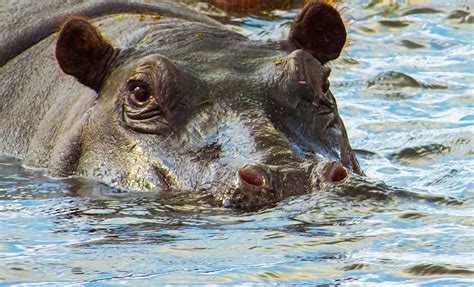 Hippo Predators-এর ছবি ফলাফল